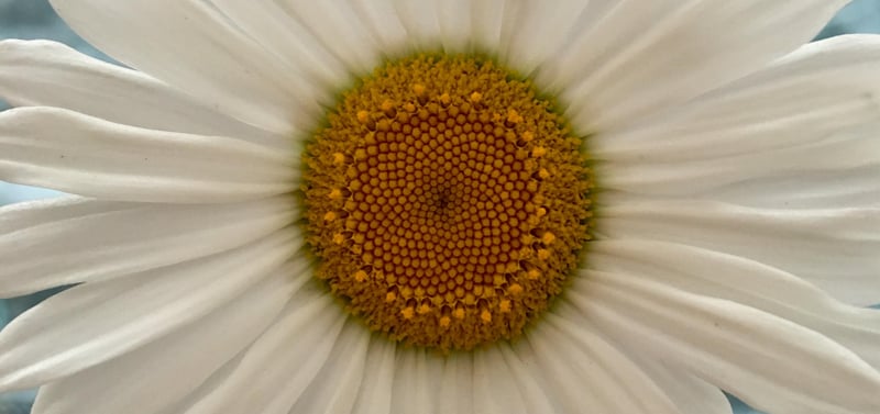 custom-Custom_Size___daisy_close
