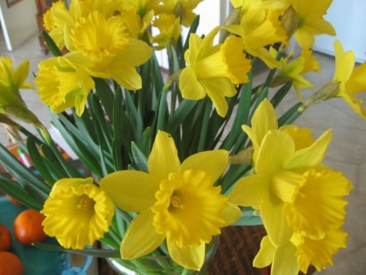 daffodils1