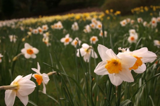 daffodils2