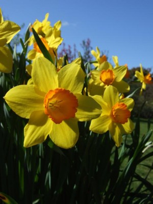 daffodils3