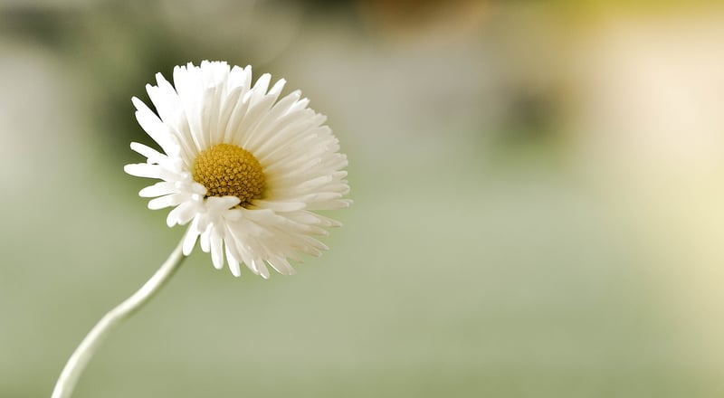 Photo via Pixabay (2015), CC0 Public Domain.