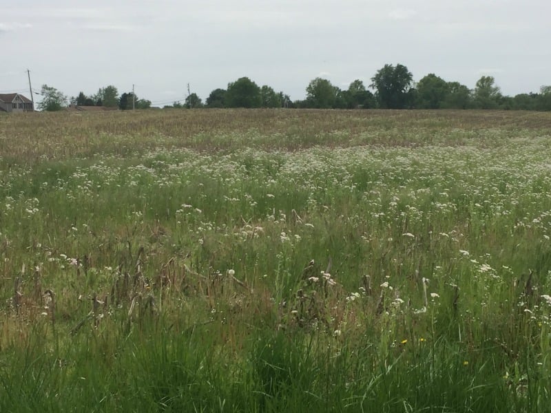 "Dandelions and the Blessed Life" by Jason D. Weirich (CatholicMom.com)