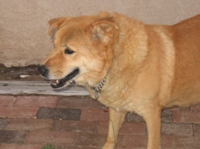 A loyal companion.