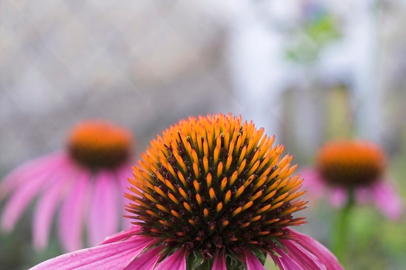 echinacea