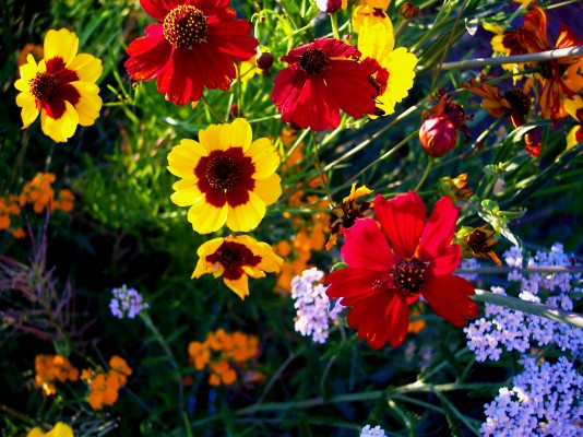Bringing your Garden Indoors