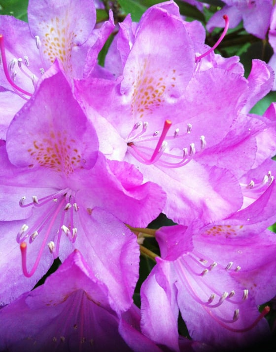 flowers