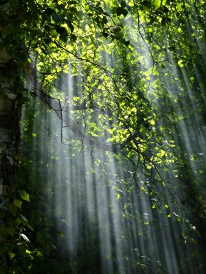 Image by werner22brigitte via Pixabay (2012), CC0 Public Domain