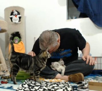 foster dad john with the kittens