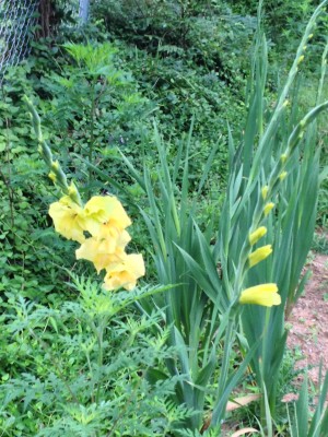Glad for Glads