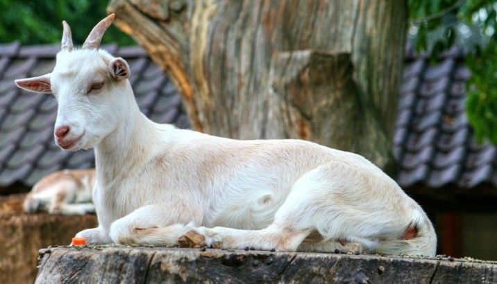 Image, Goat, by Violetta at Pixabay.com