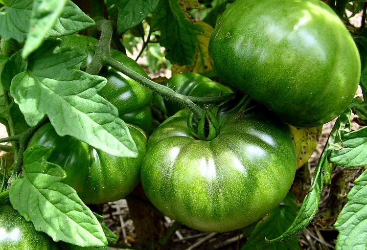 Practical Gardening: Ripening & Storing Green Tomatoes by Margaret Rose Realy, Obl. OSB, for CatholicMom.com