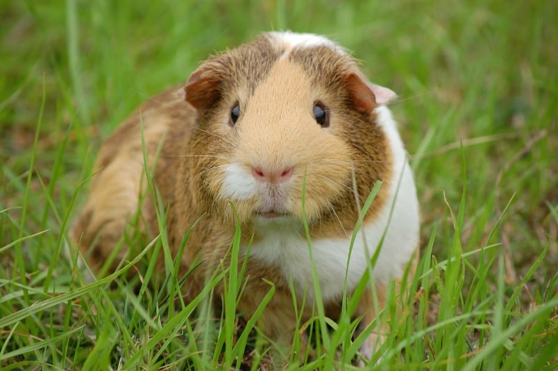 "Even our guinea pig had a household chore" by Melanie Jean Juneau (CatholicMom.com)