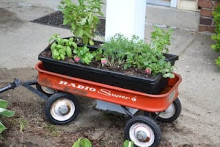 herb garden