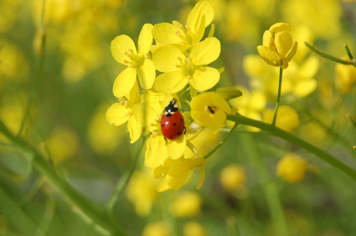 ladybug file0001524382850