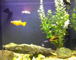 lhd_fish