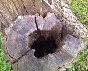 lhd_growth_rings