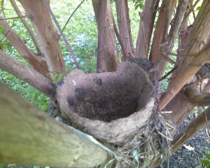 lhd_nest