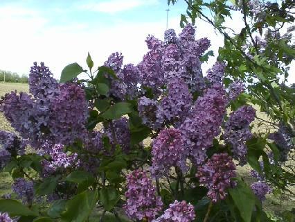 lilacs