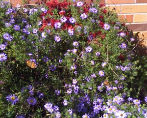 lori_hd_butterflies