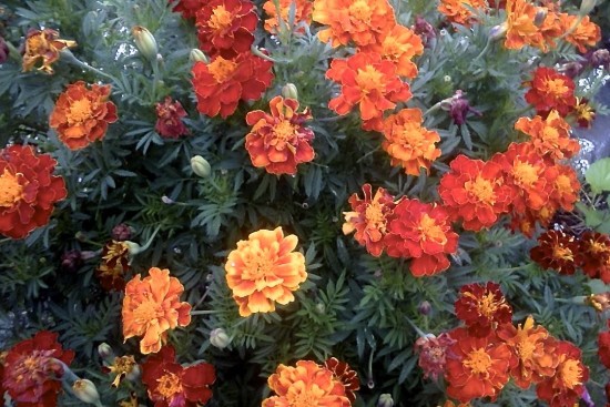 marigolds