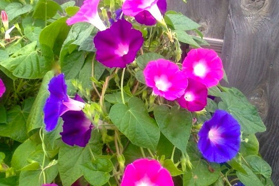 morning glories