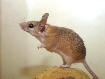 My Mouse, by aneczka bazant (2008) via Freeimages.com