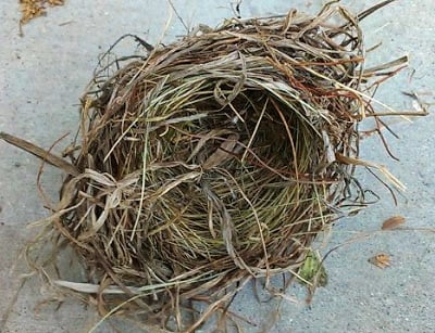 What the Nest Taught Me
