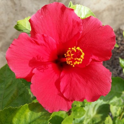 This is the first picture I took with my new phone. Sharing because it's pretty!