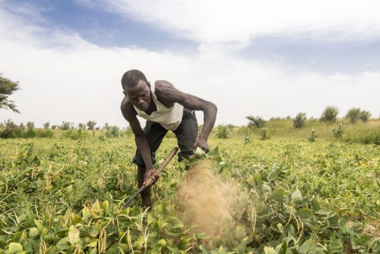 dam Bassai works in his garden in Djetkoram village in the Diffa region of Niger. Photo by Michael Stulman/CRS