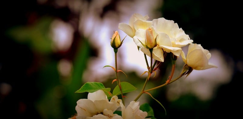 "Our Blessed Mother, the Morning Rose" by Margaret Rose Realy, Obl. OSB (CatholicMom.com)