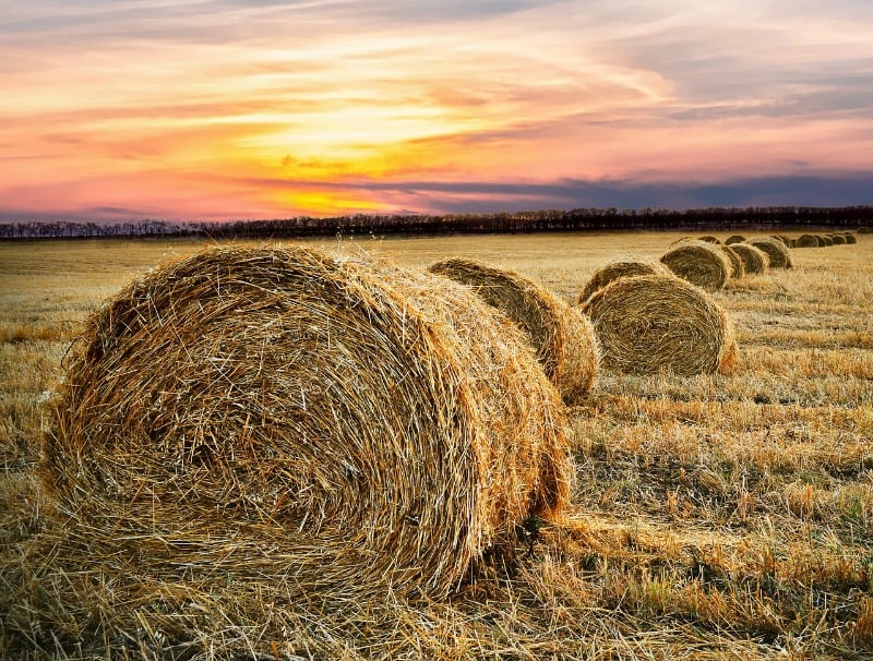 "The parable of the wheat and the tares" by Marcellino D'Ambrosio (CatholicMom.com)