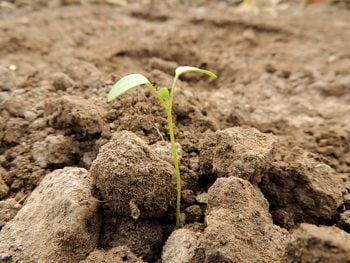parable-sower-parenting