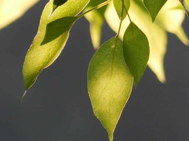 pear leaves DSCN1759 morguefile