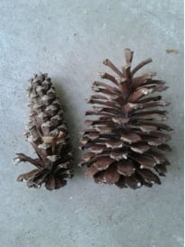 Pine Cone Science