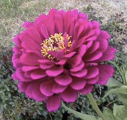 pink flower