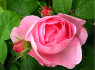pink_rose_and_buds