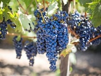 purple-grapes-553464_960_720