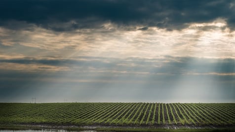 Rain on soybean field Dollarphotoclub 65810953