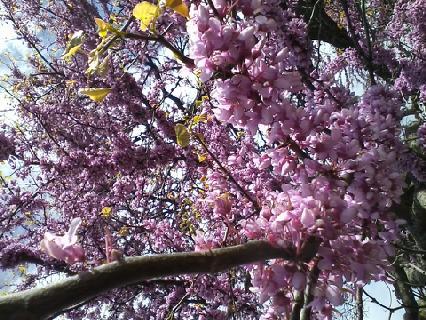 redbud