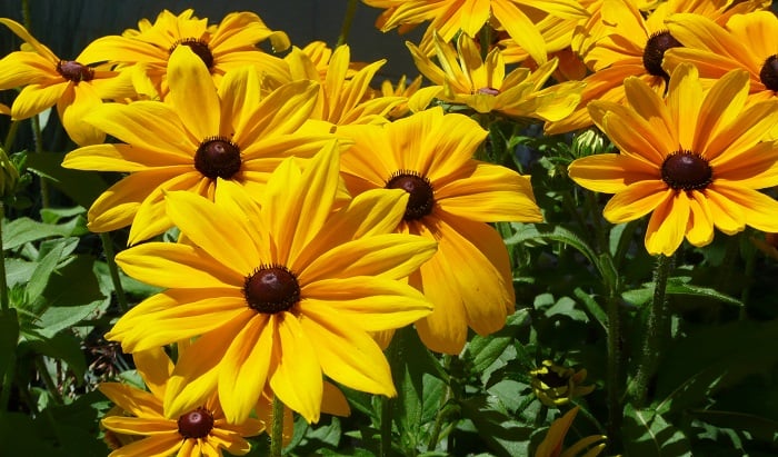 rudbeckia file7651243141762