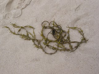 seaweed