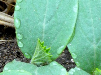 Image by Margaret Rose Realy, Obl. OSB. All rights reserved.