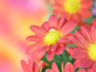 shutterstock_67526368