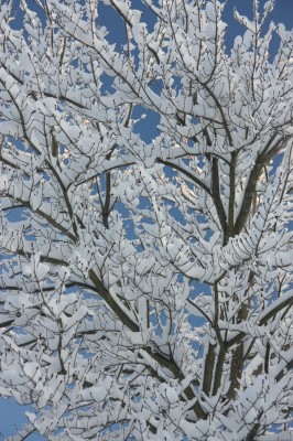 snow10