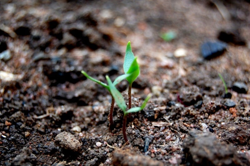 "The Sower and His Seed" by Kimberly Nettuno (CatholicMom.com)