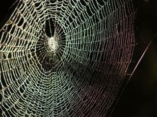 spider-web