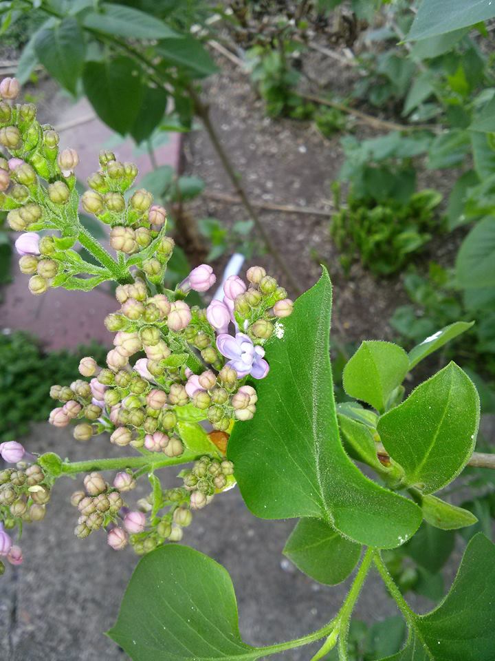 spring lilacs