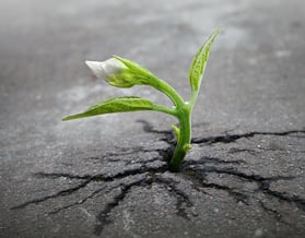 sprout of hope