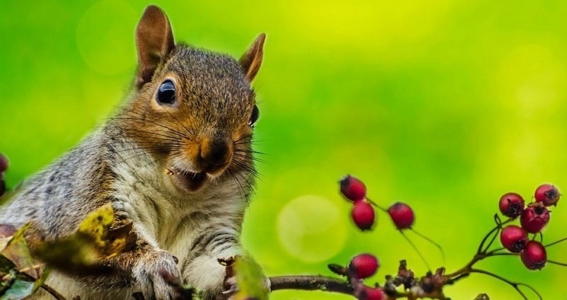 "Seeking Food" by Margaret Rose Realy, Obl. OSB (CatholicMom.com)