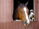 stable-buddies-848072-m